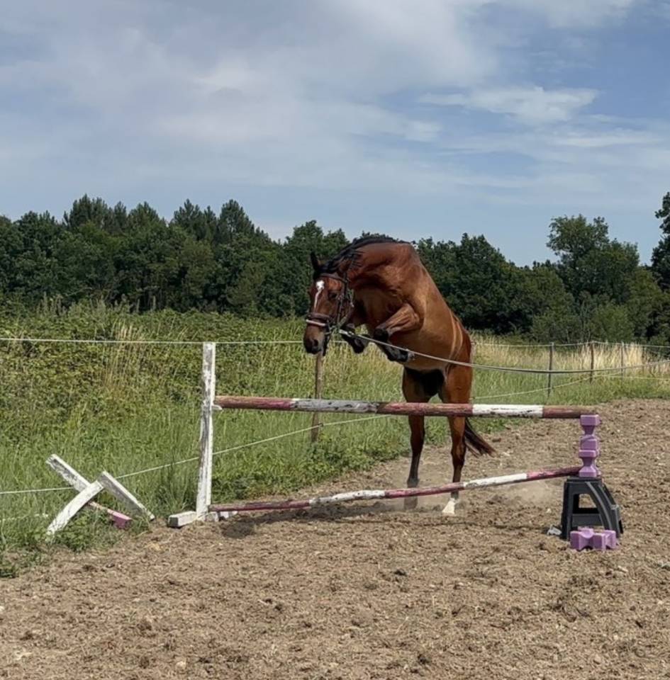 Jeune cheval 3 ans sbs 
