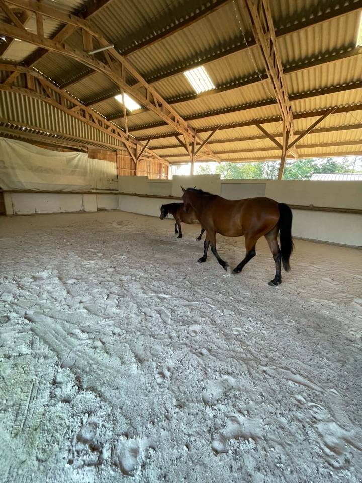 Pension chevaux 