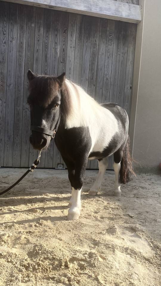 Poney Shetland 
