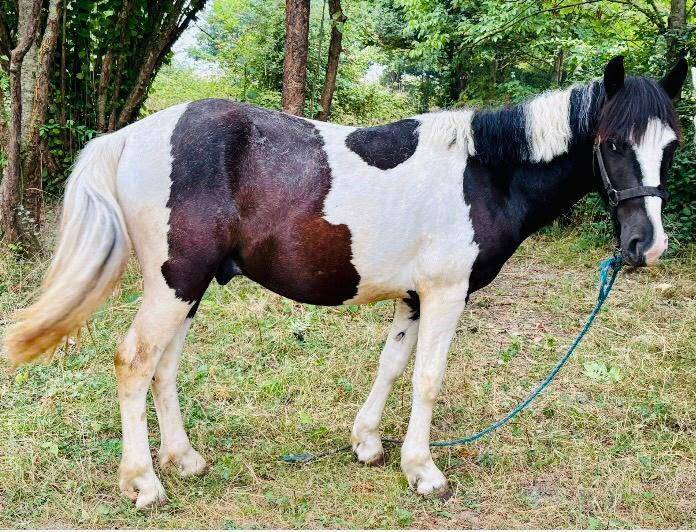 Vds poney grand B, qualiteux, &agrave; d&eacute;bourrer