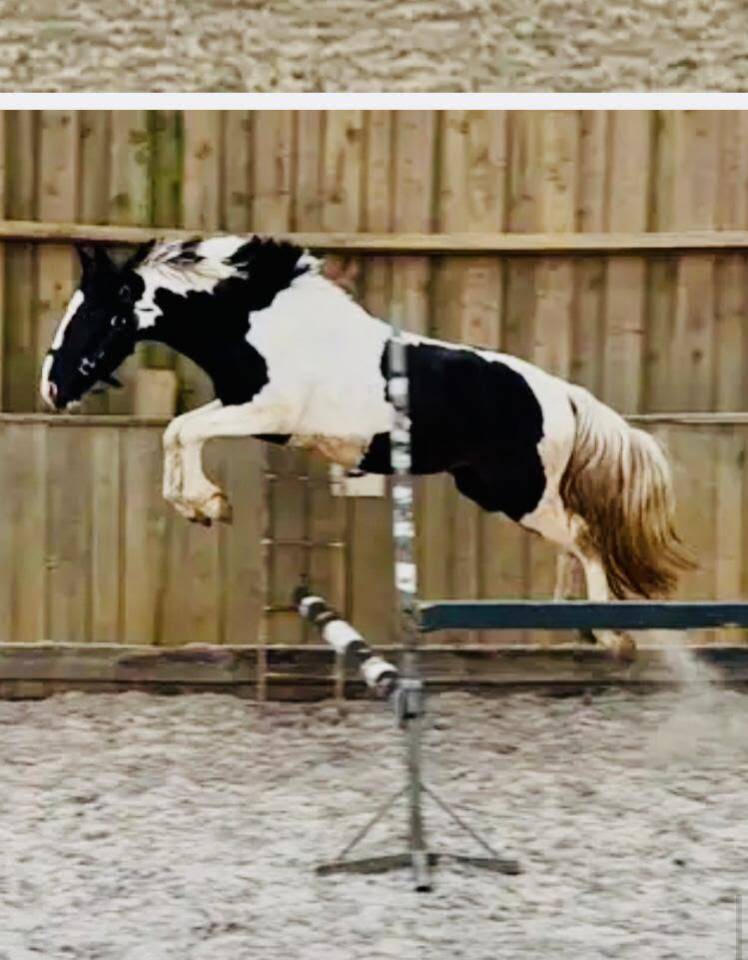 Vds poney grand B, qualiteux, &agrave; d&eacute;bourrer