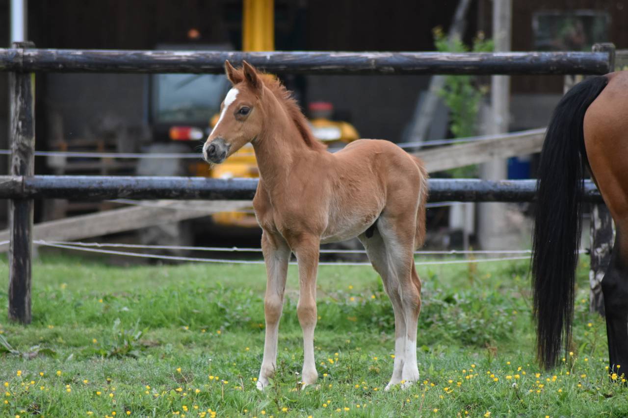 Foal PFS 2026 par Gold &Eacute;ternel Poune&rsquo;s 