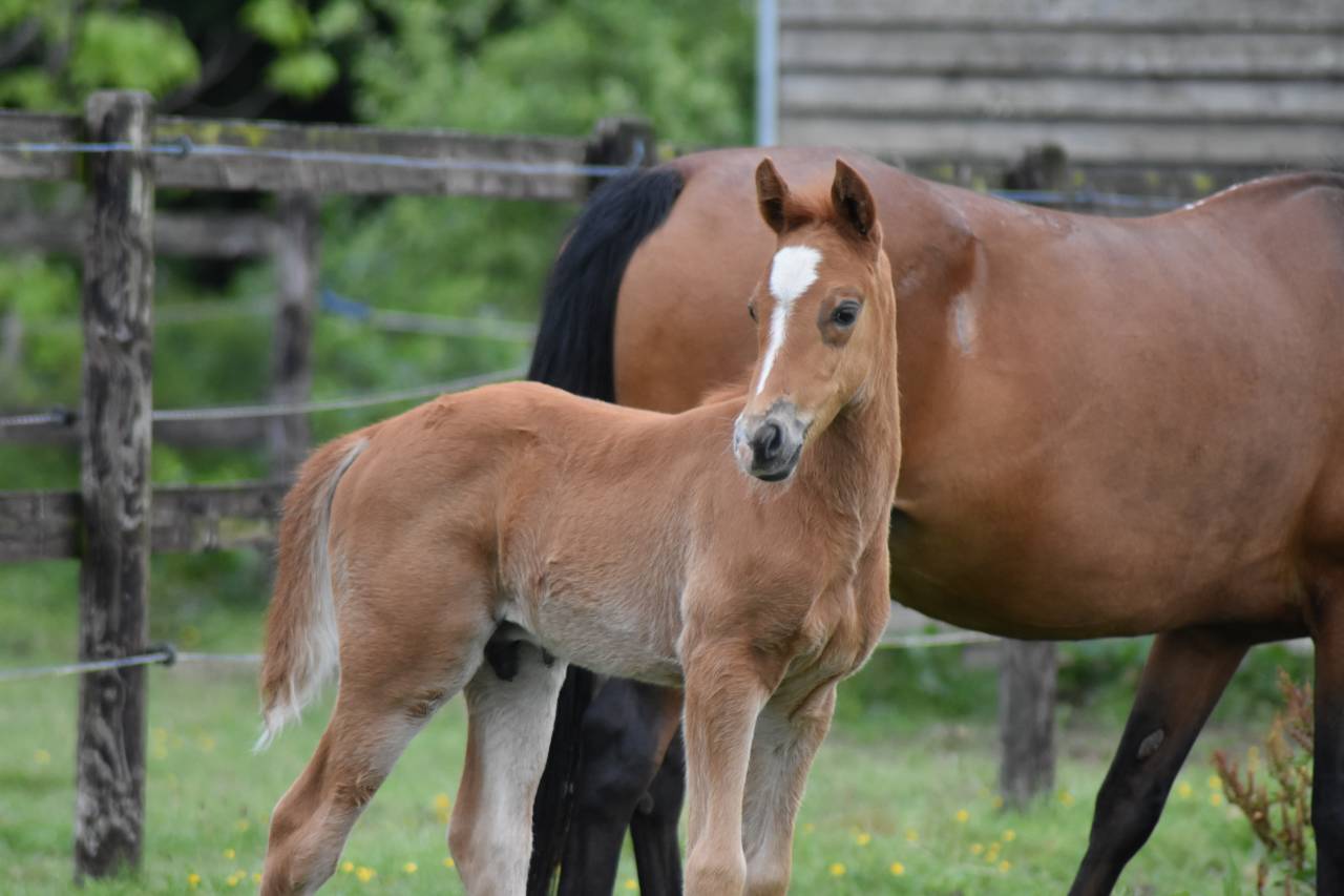 Foal PFS 2026 par Gold &Eacute;ternel Poune&rsquo;s 