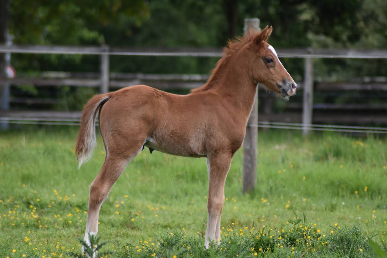 Foal PFS 2026 par Gold &Eacute;ternel Poune&rsquo;s 