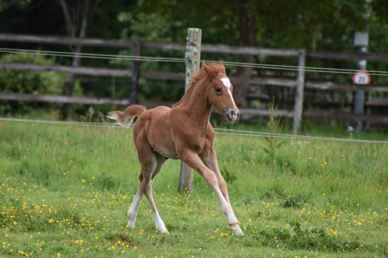 Foal PFS 2026 par Gold &Eacute;ternel Poune&rsquo;s 