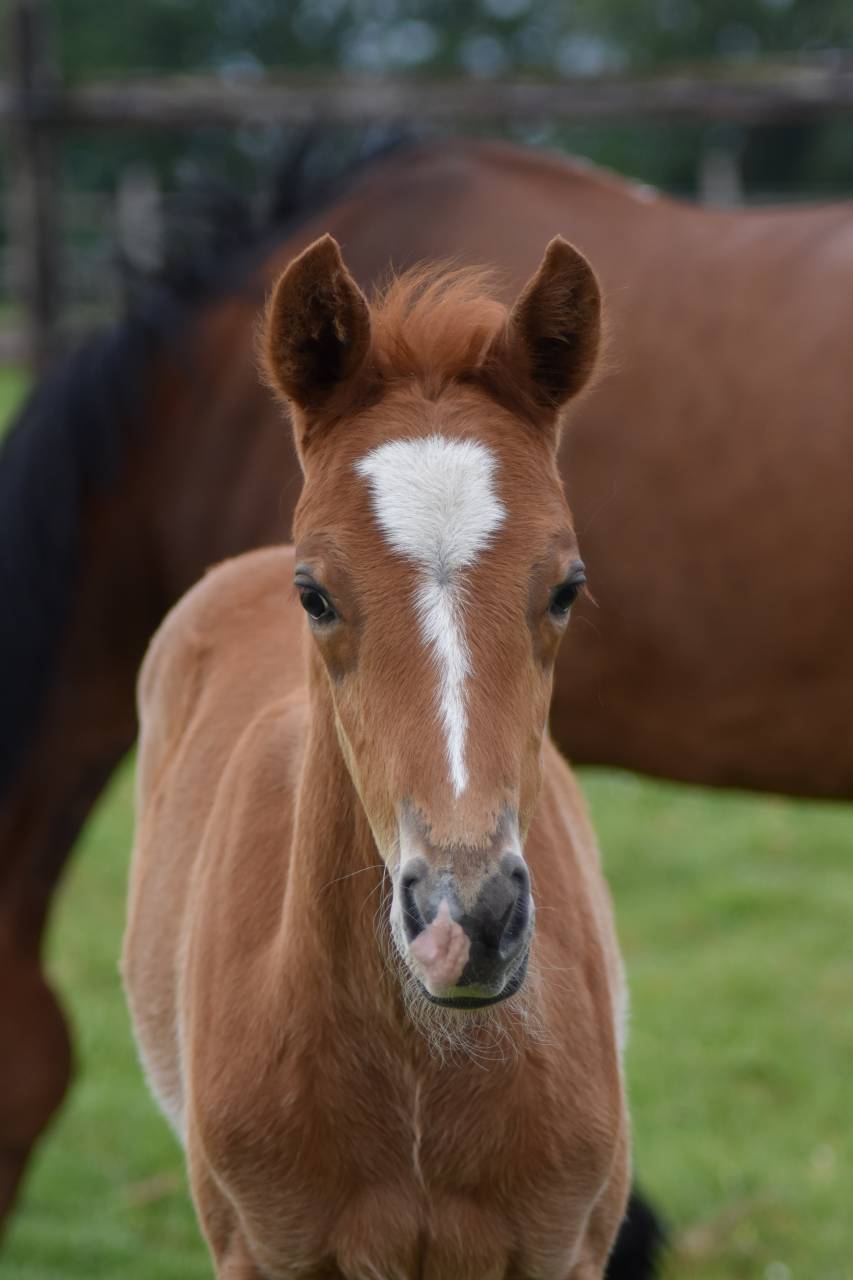 Foal PFS 2026 par Gold &Eacute;ternel Poune&rsquo;s 