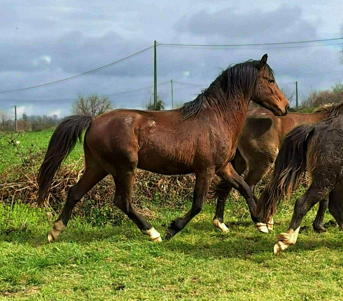 Poney welsh pony 