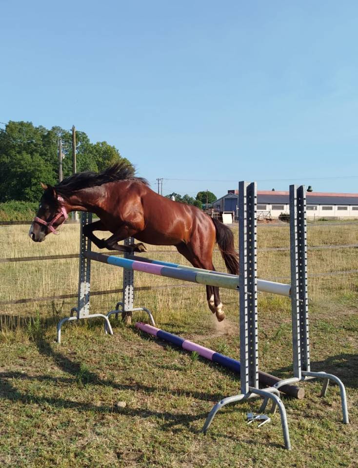 Poney welsh pony 