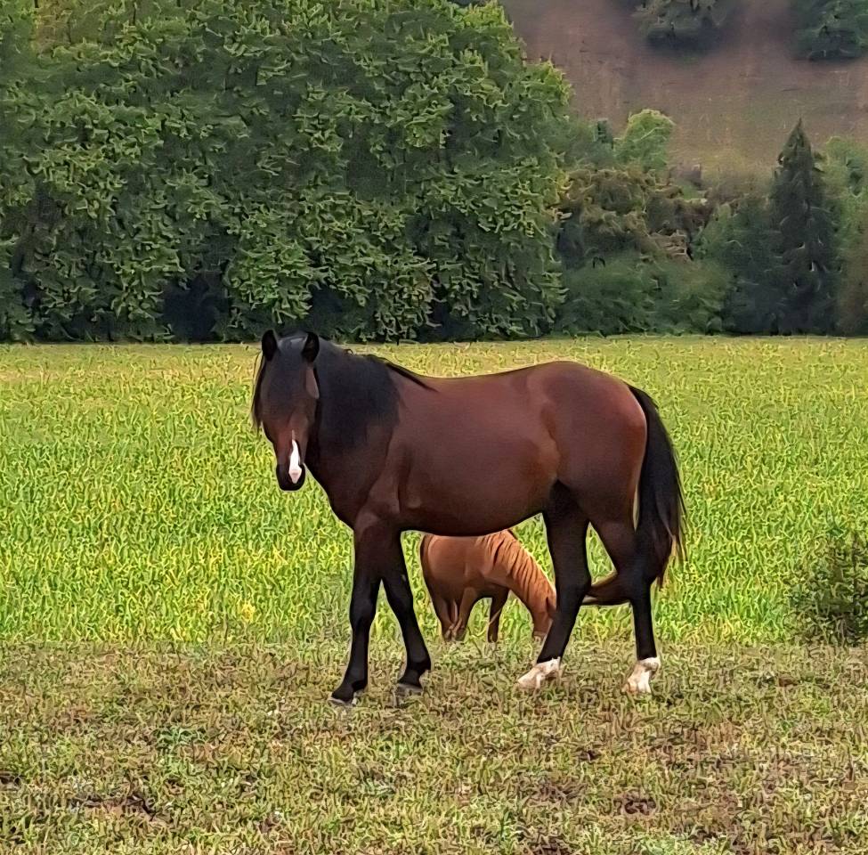 Poney welsh pony 