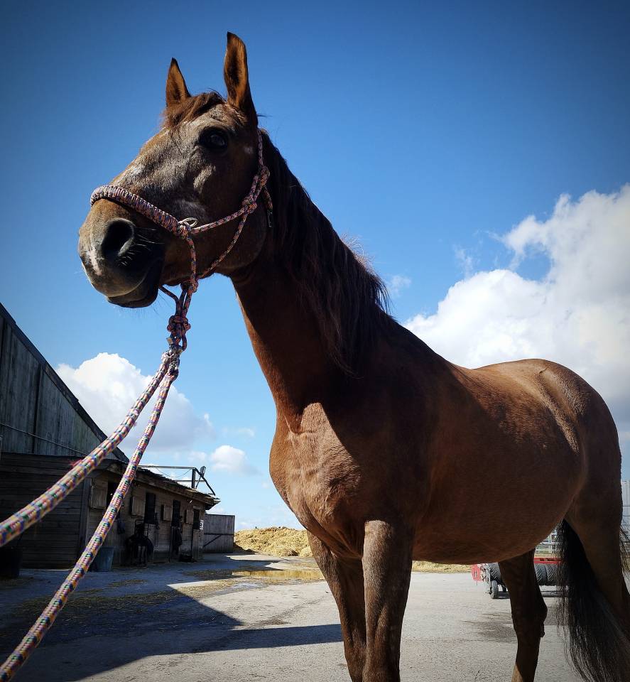 &Agrave; VENDRE &mdash; Luna, jument de 16 ans, polyvalente