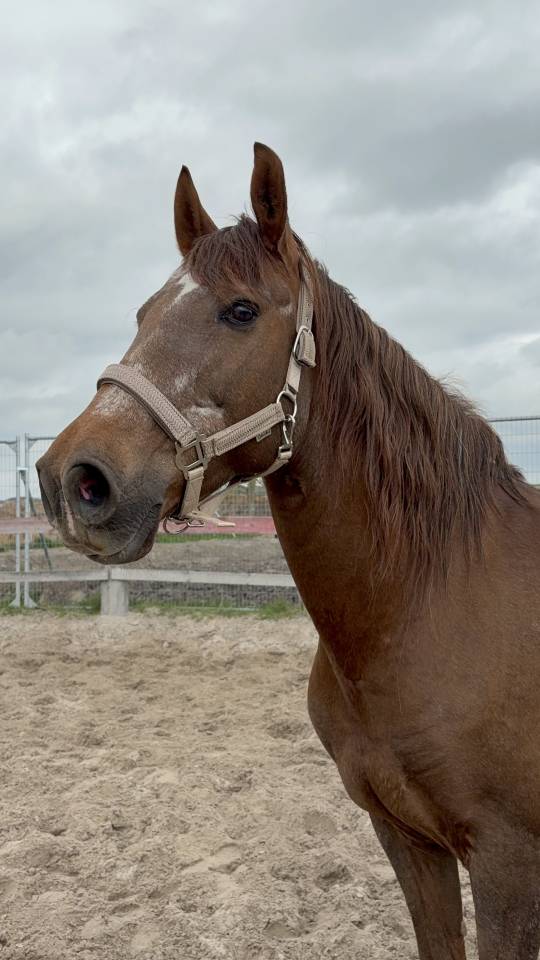 &Agrave; VENDRE &mdash; Luna, jument de 16 ans, polyvalente