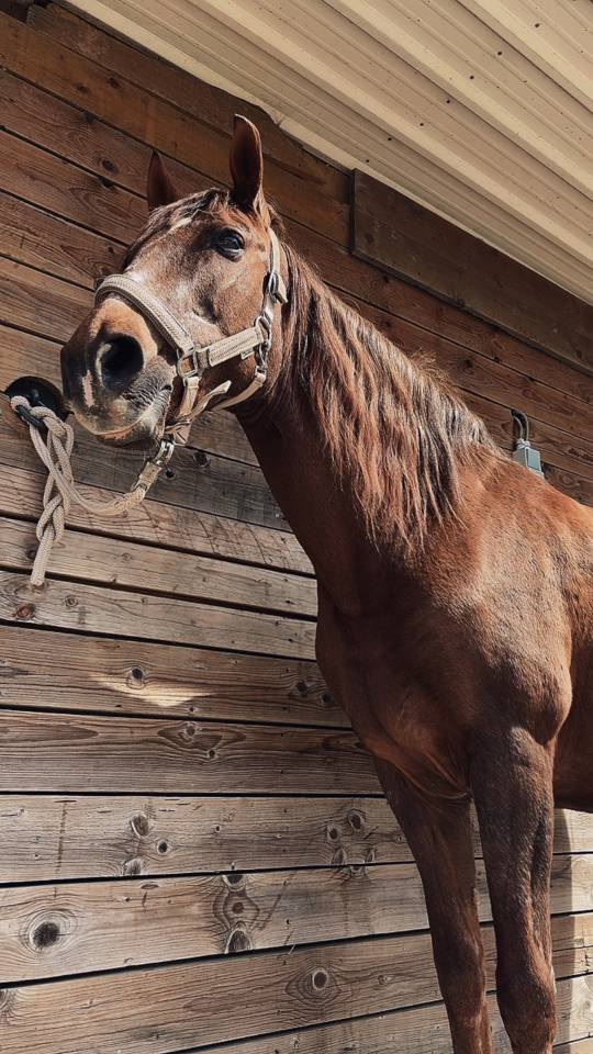 &Agrave; VENDRE &mdash; Luna, jument de 16 ans, polyvalente