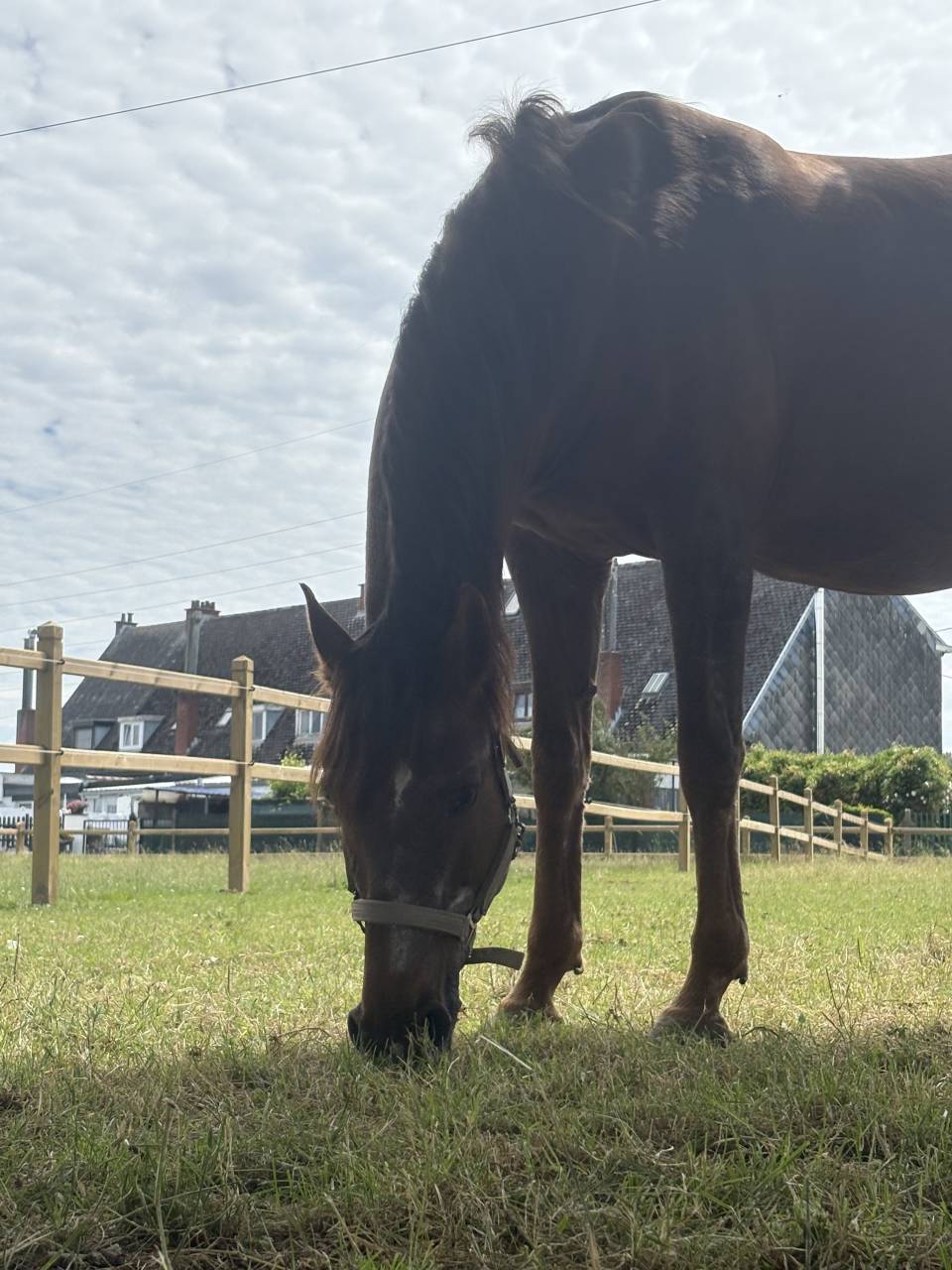 &Agrave; VENDRE &mdash; Luna, jument de 16 ans, polyvalente