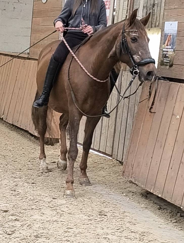 &Agrave; VENDRE &mdash; Luna, jument de 16 ans, polyvalente
