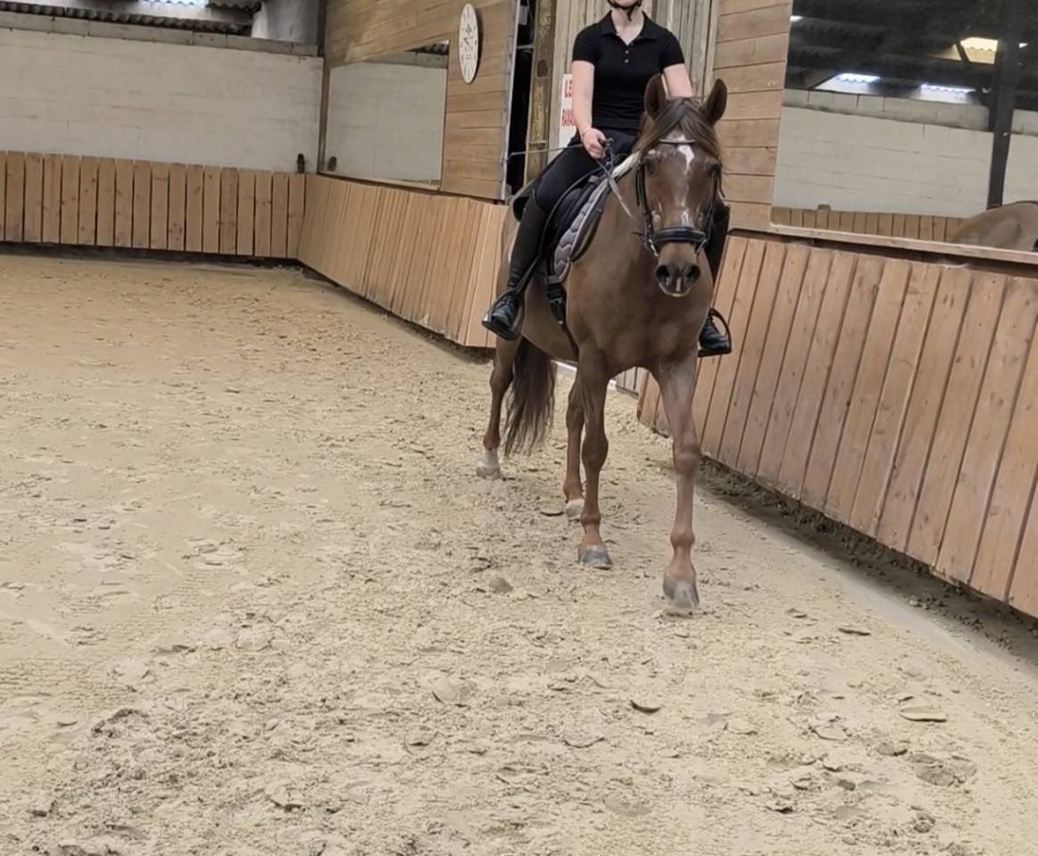 &Agrave; VENDRE &mdash; Luna, jument de 16 ans, polyvalente