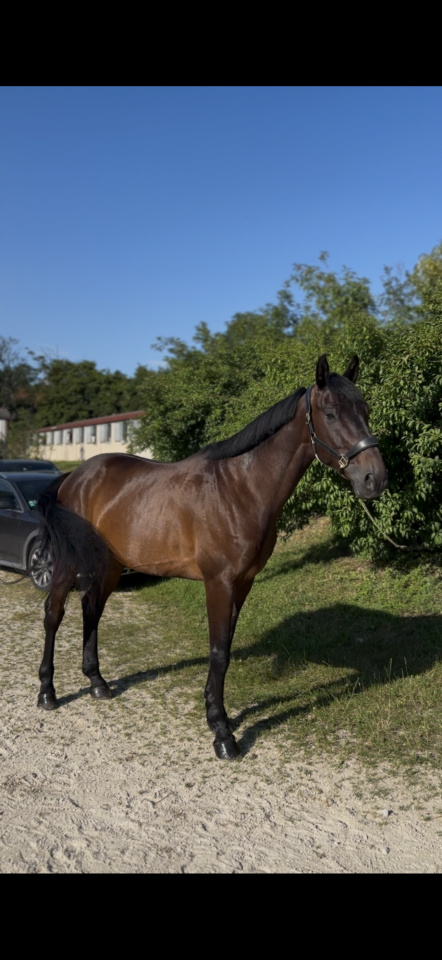 Hongre de 6 ans gros moyens 