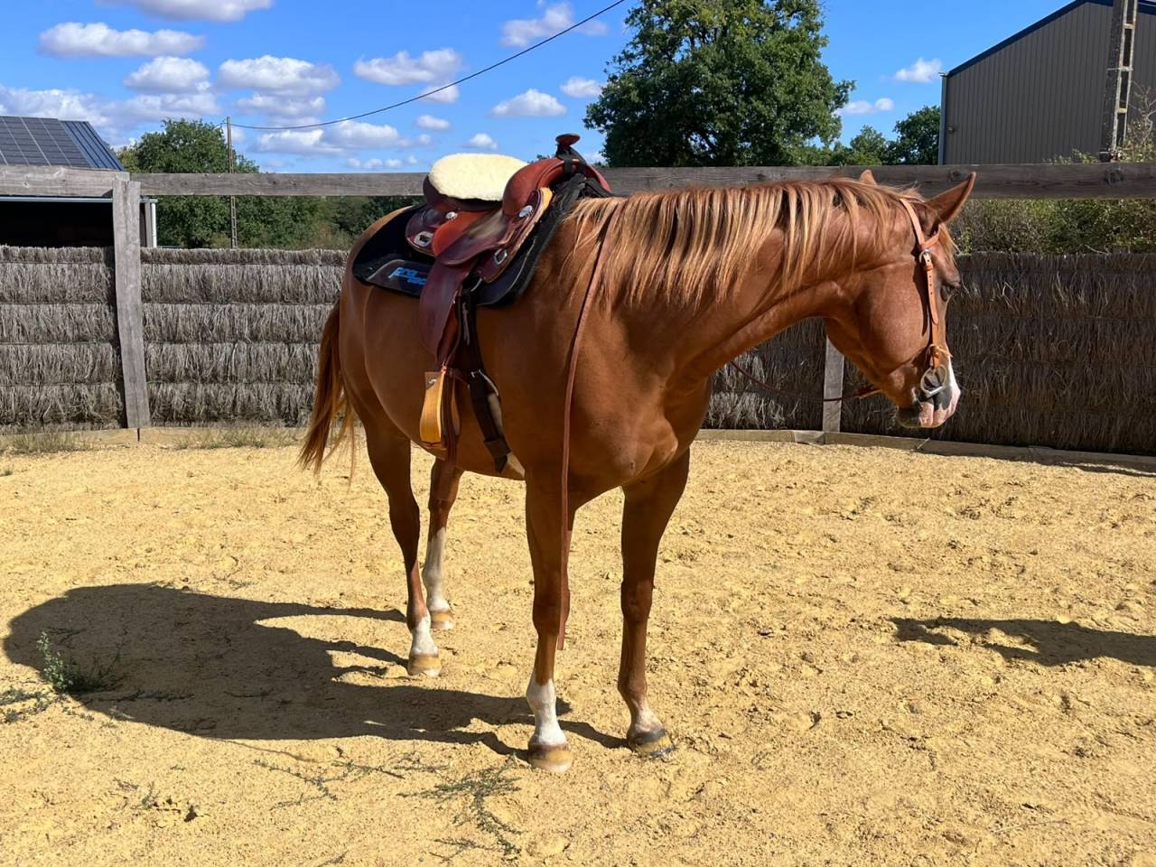 Quarter Horse - Jument - 3 ans - Reining