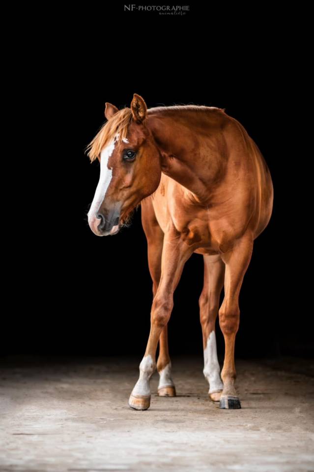 Quarter Horse - Jument - 3 ans - Reining