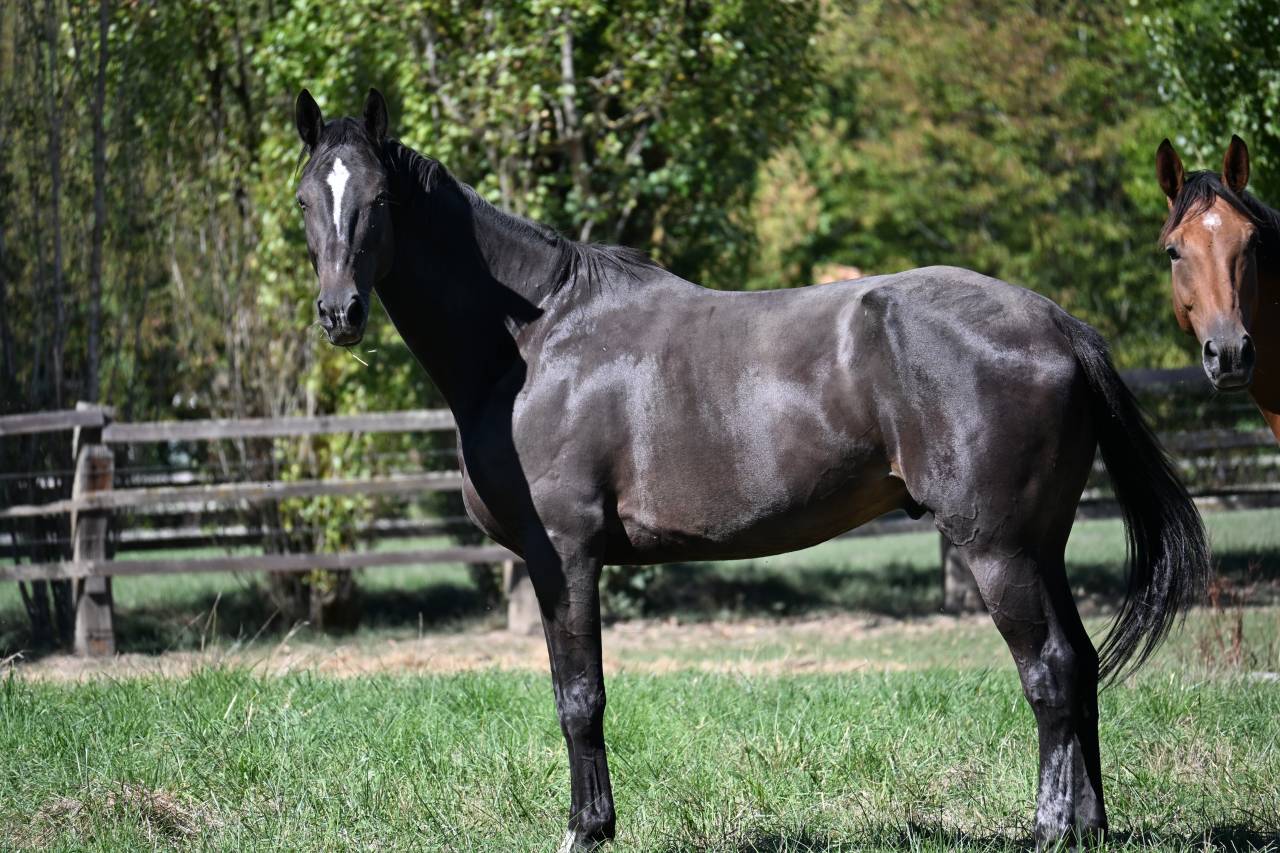 Hongre SF de 5 ans par Dominator 2000 Z - CSO