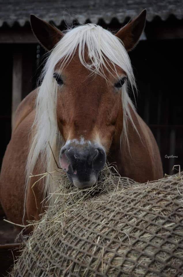 Pension chevaux et poneys au pr&eacute; en troupeau 