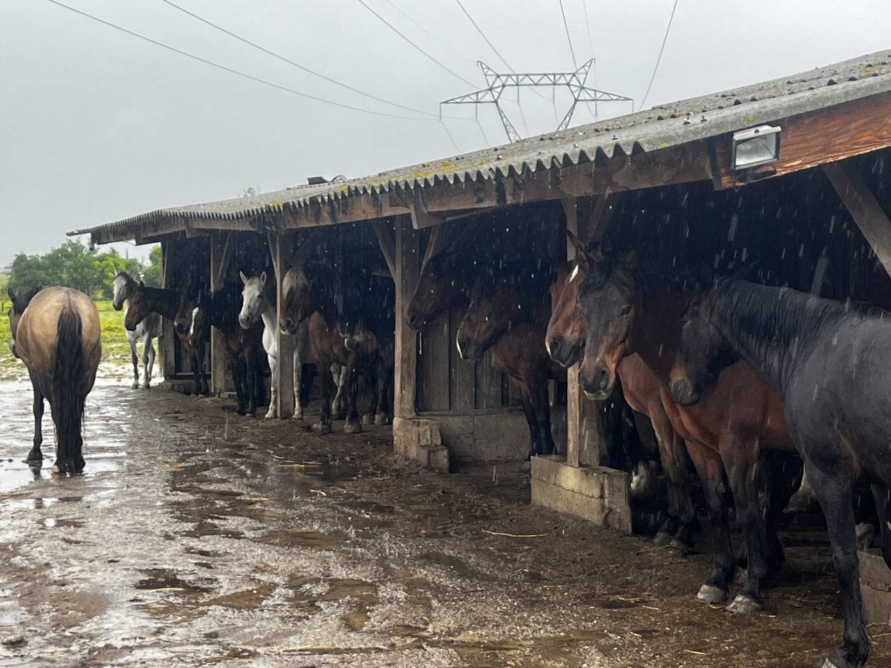 Pension chevaux et poneys au pr&eacute; en troupeau 