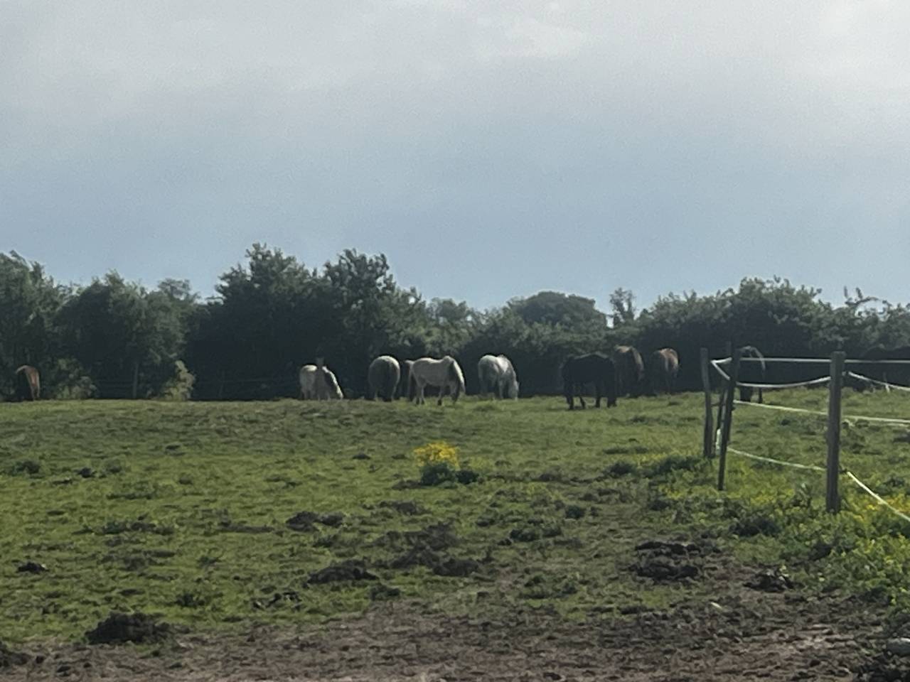 Pension chevaux et poneys au pr&eacute; en troupeau 