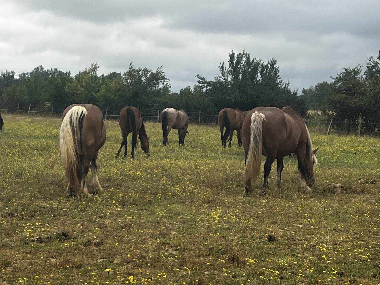 Pension chevaux et poneys au pr&eacute; en troupeau 