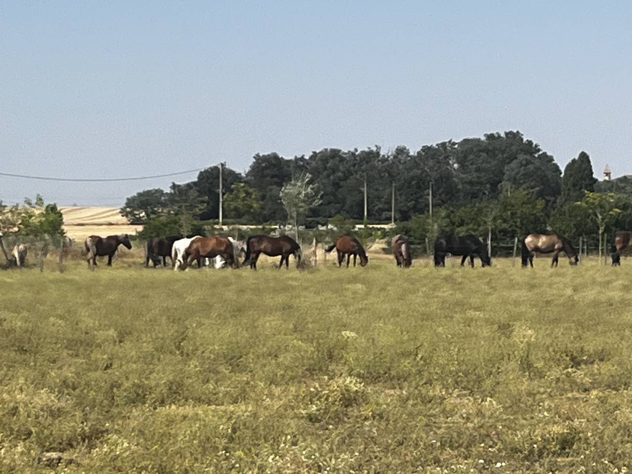 Pension chevaux et poneys au pr&eacute; en troupeau 