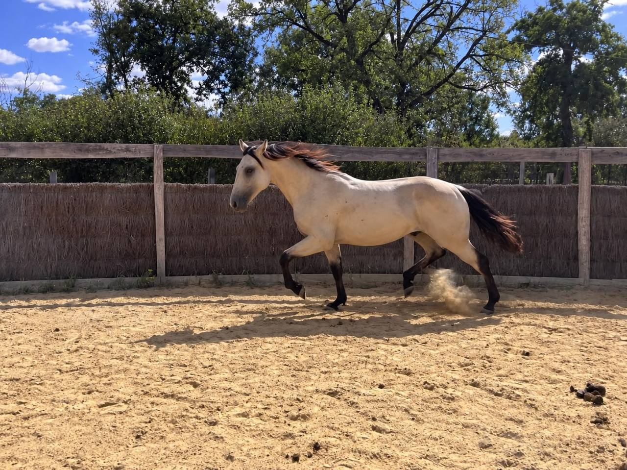 Quarter Horse - entier - 1 ans - Lign&eacute;e reining