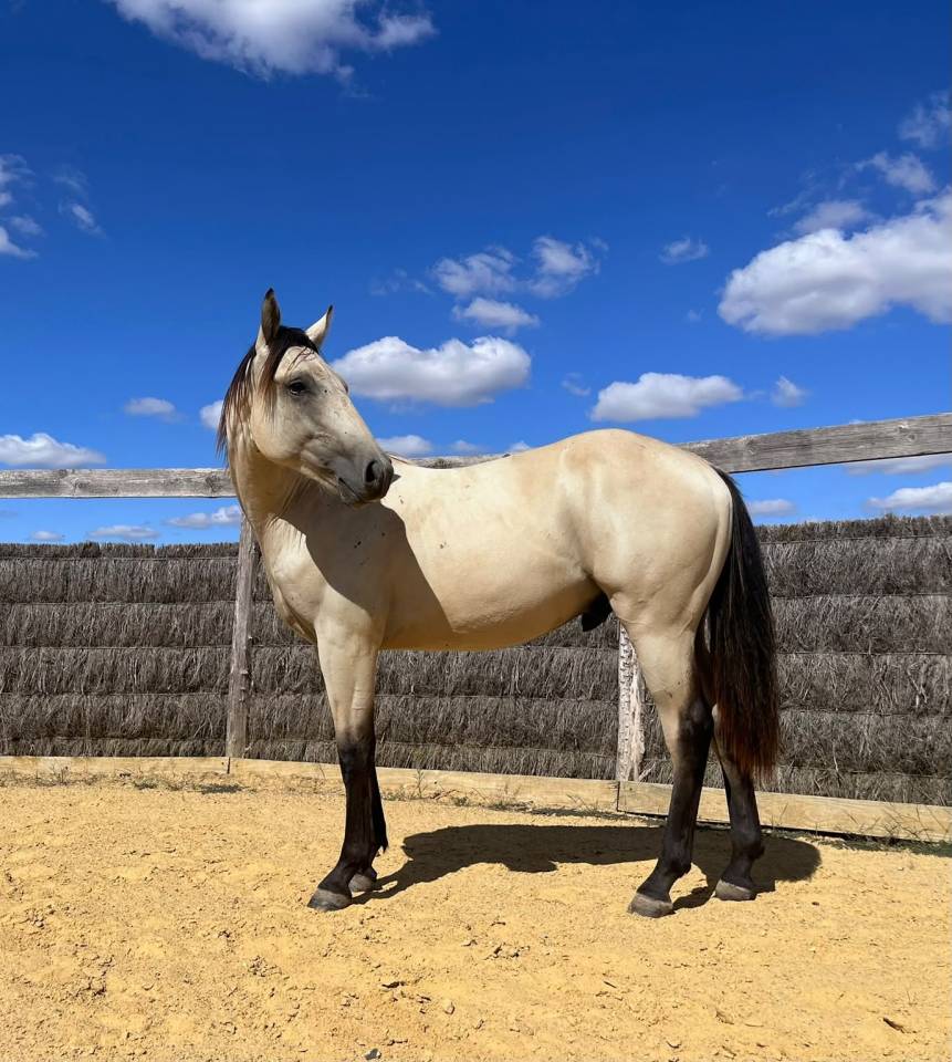 Quarter Horse - entier - 1 ans - Lign&eacute;e reining