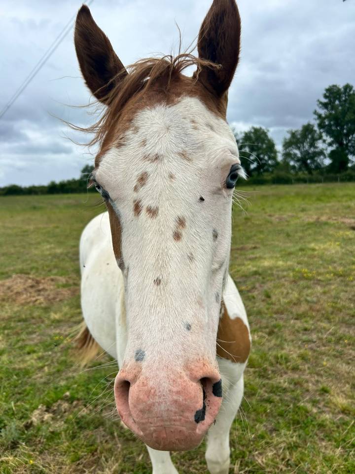 As Sweety Hot Legend - Pouliche - Paint horse - Tovero 