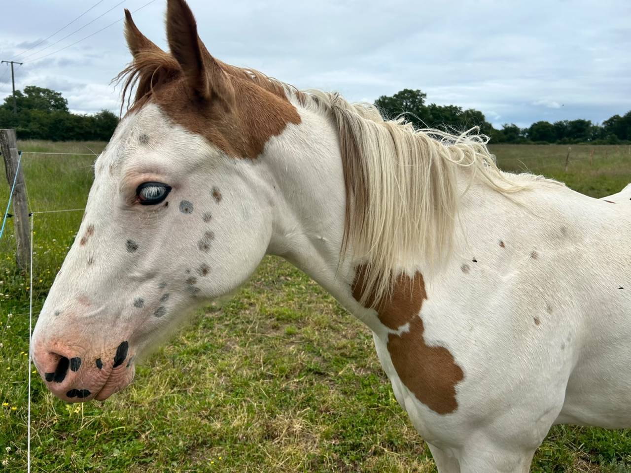 As Sweety Hot Legend - Pouliche - Paint horse - Tovero 