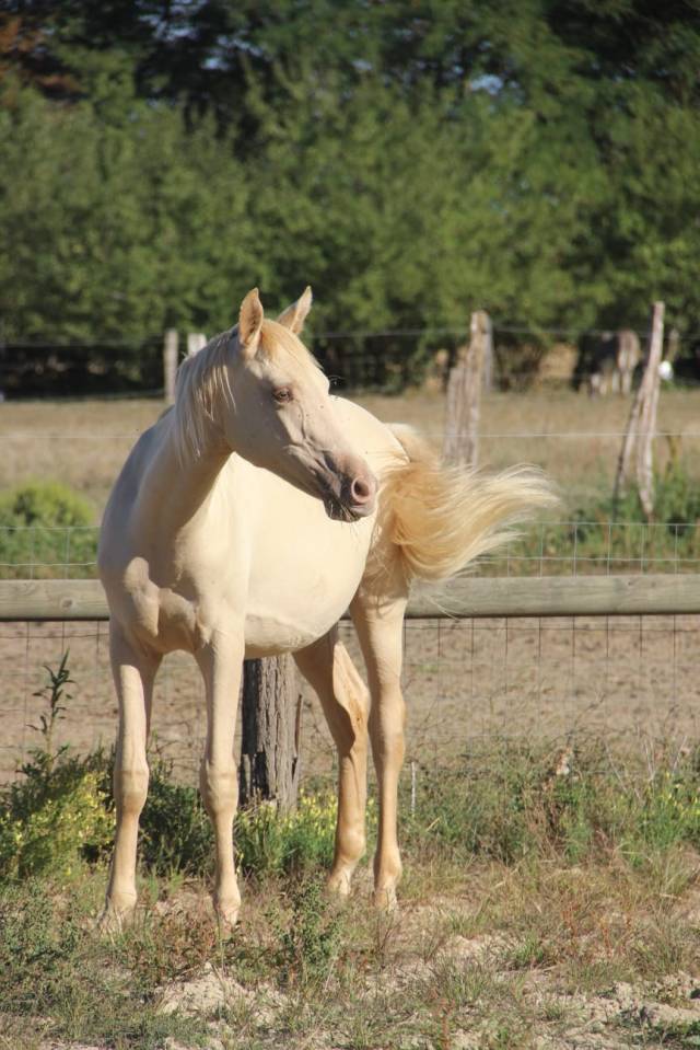 Poulain Champagne Dun