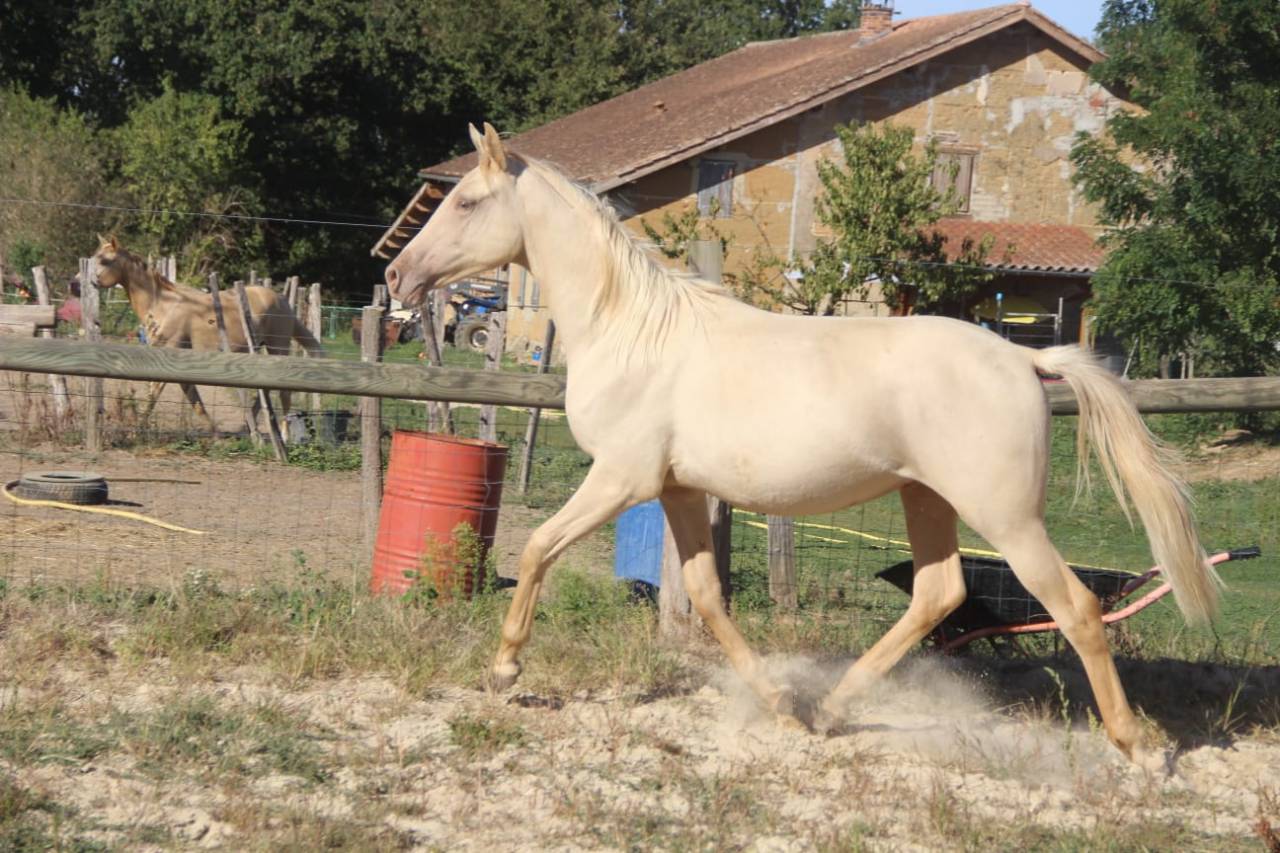 Poulain Champagne Dun