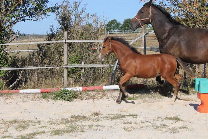 Jolie pouliche OC top origines, devrait toiser 1m55