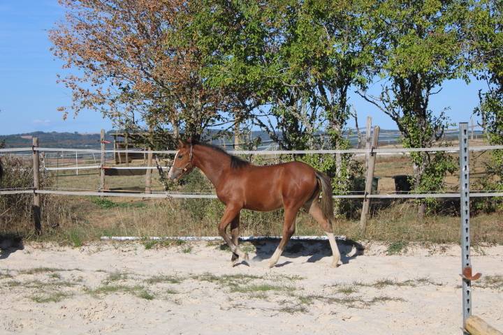 Jolie pouliche OC top origines, devrait toiser 1m55