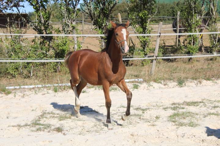 Jolie pouliche OC top origines, devrait toiser 1m55