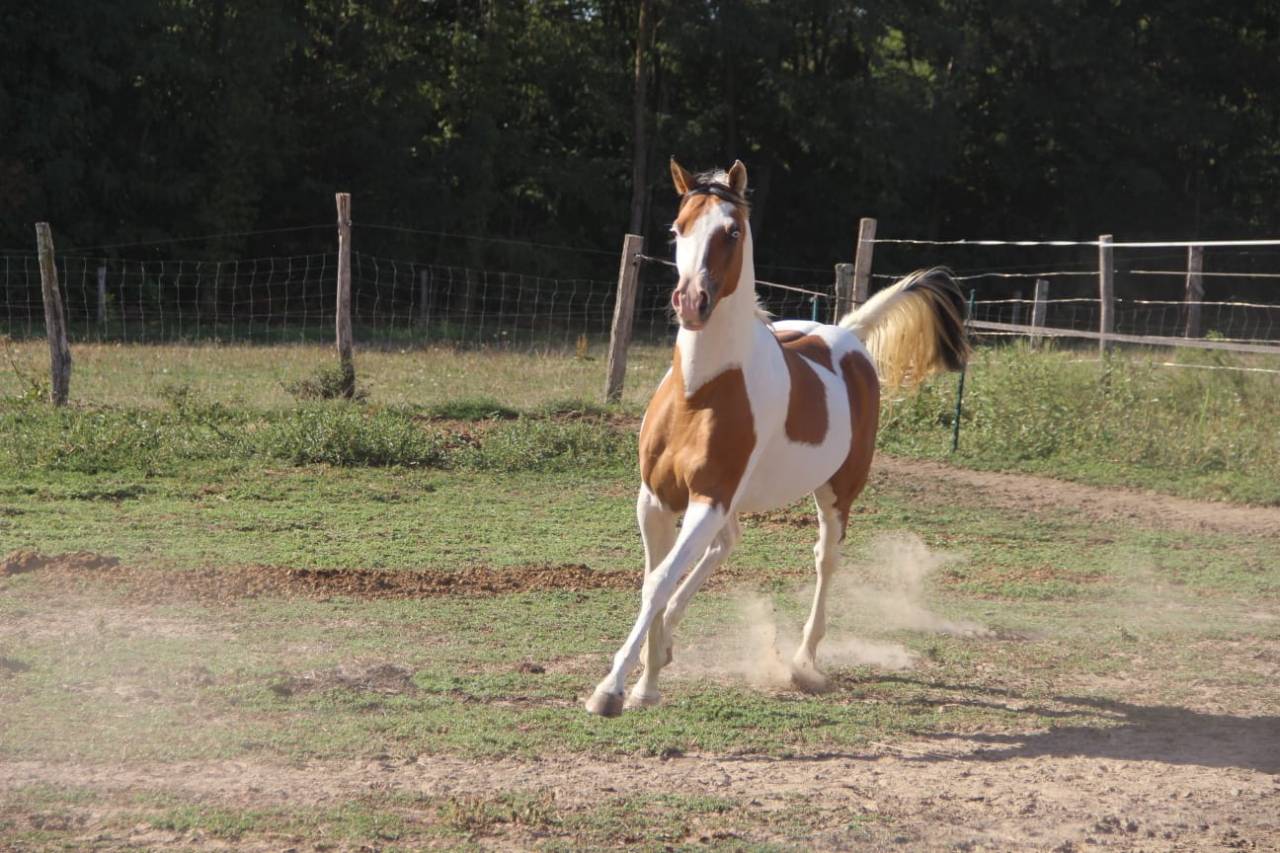 Etalon Demi Sang Arabe - Rare sur le March&eacute; - 
