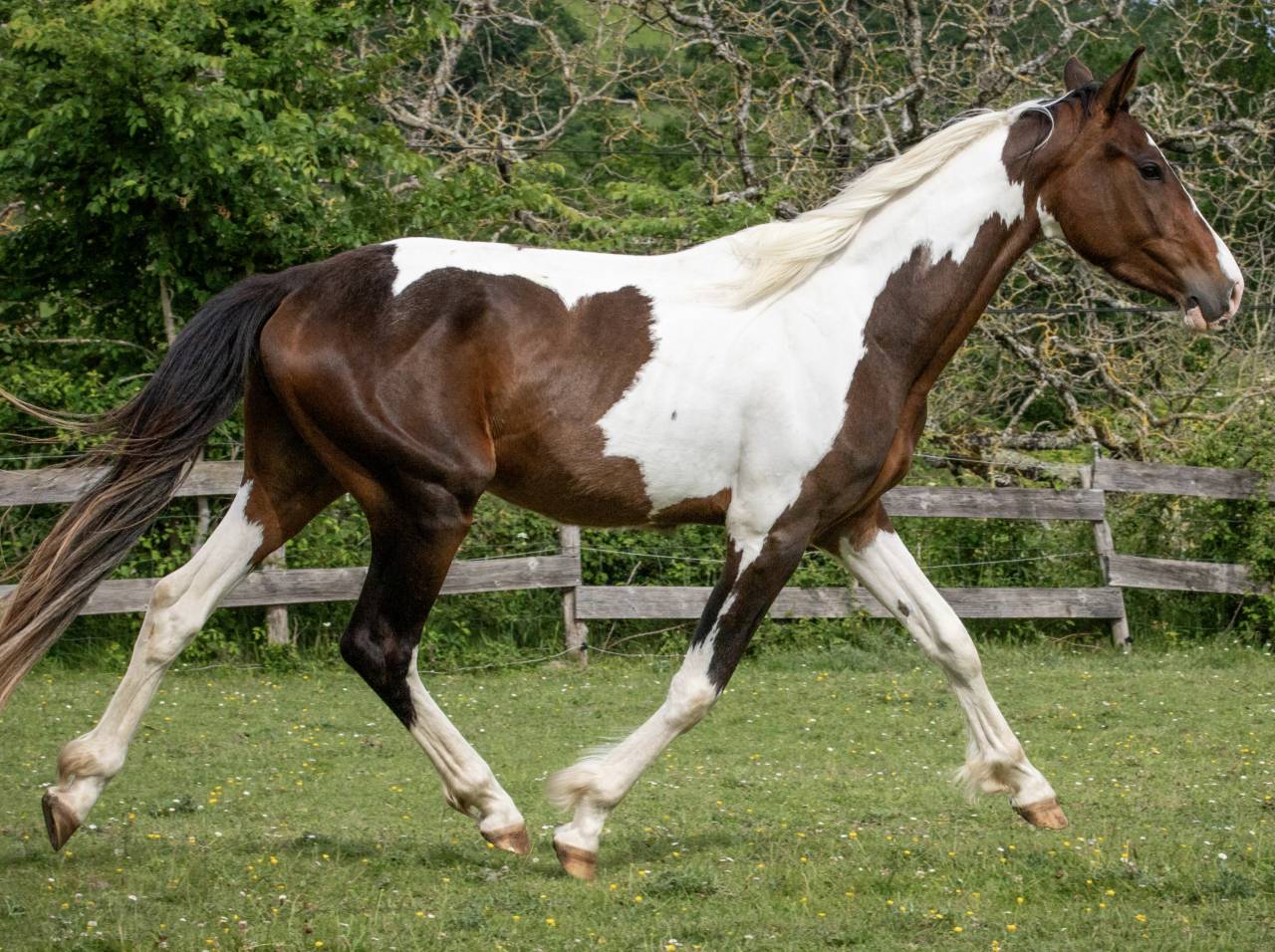 Jeune cheval d'avenir