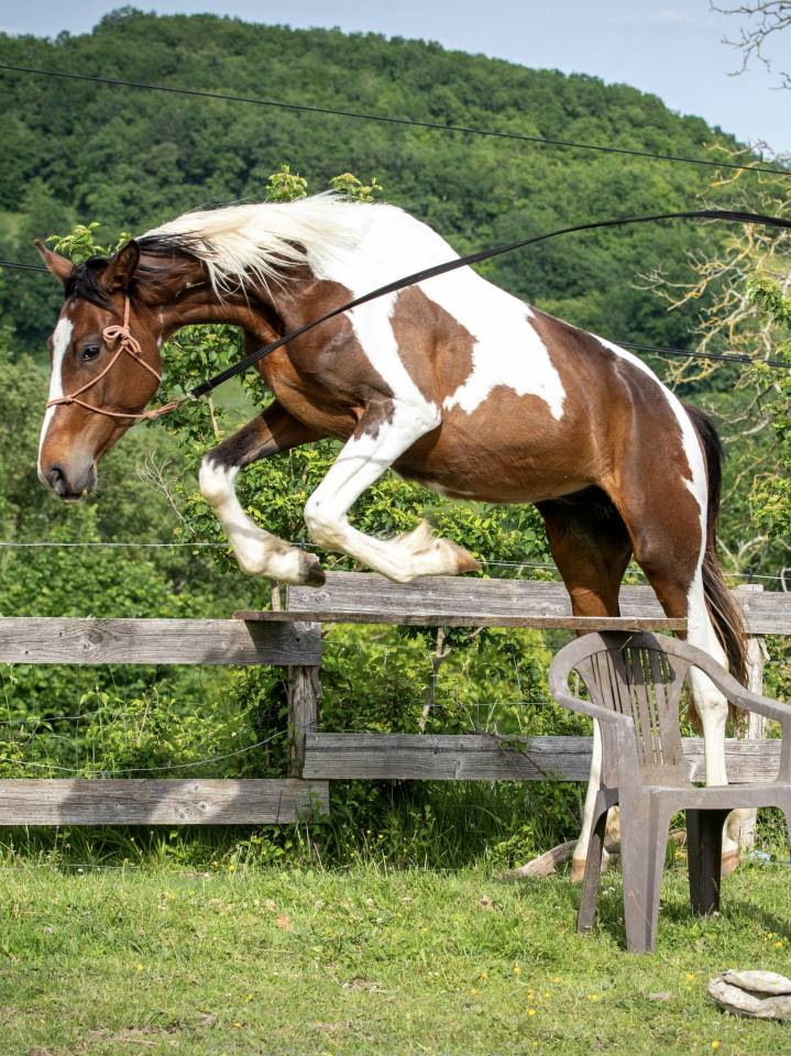 Jeune cheval d'avenir