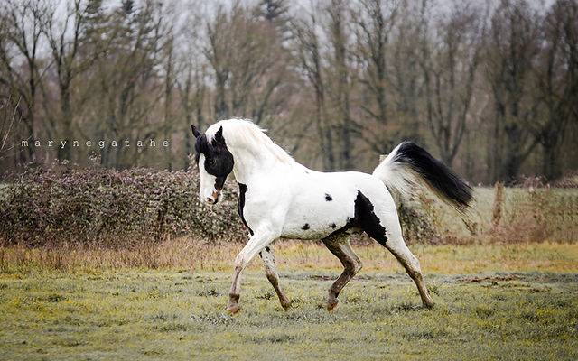 Jeune cheval d'avenir