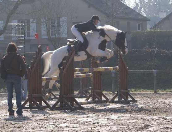 Jeune cheval d'avenir