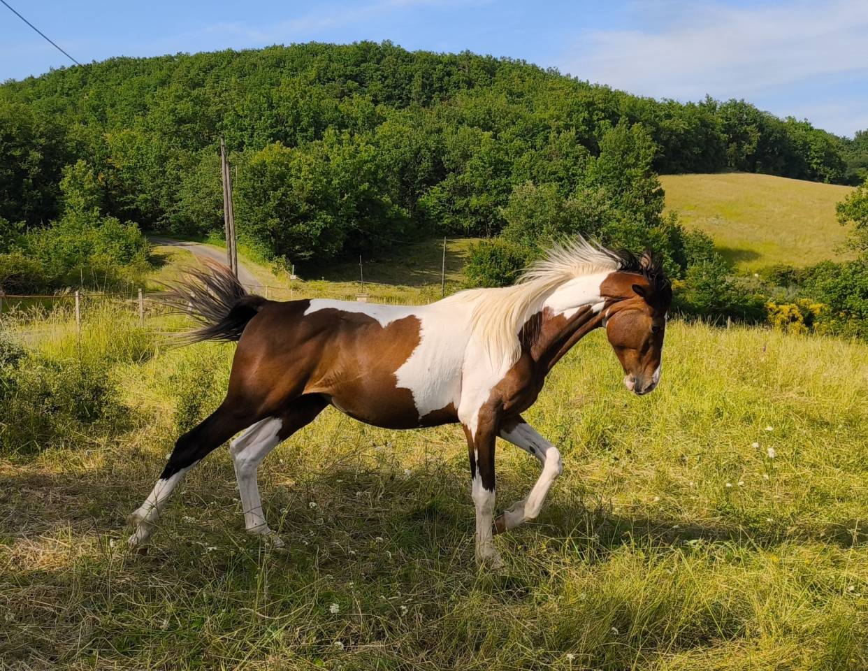 Jeune cheval d'avenir