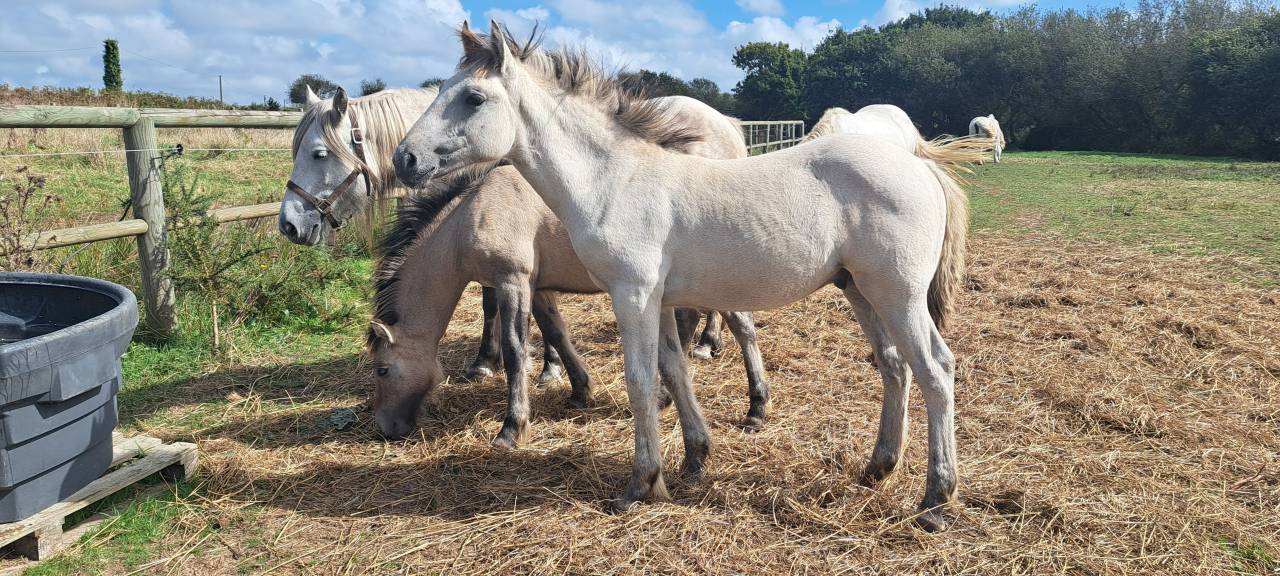 Poney HIGHLAND