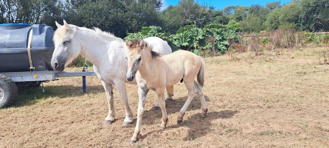 Poney HIGHLAND