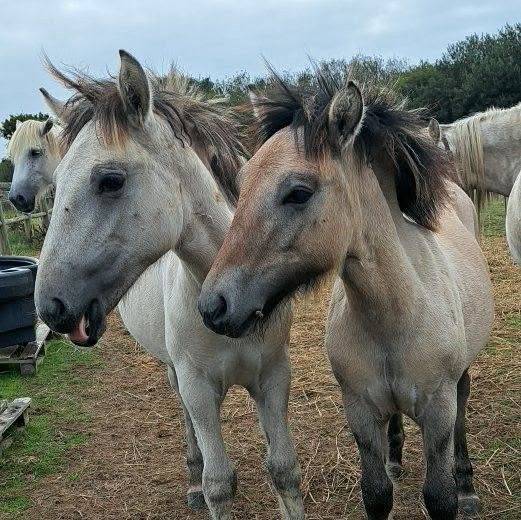 Poney HIGHLAND