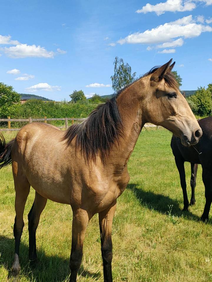 Piana Del sol pouliche PRE PP 1,5 an isabelle 