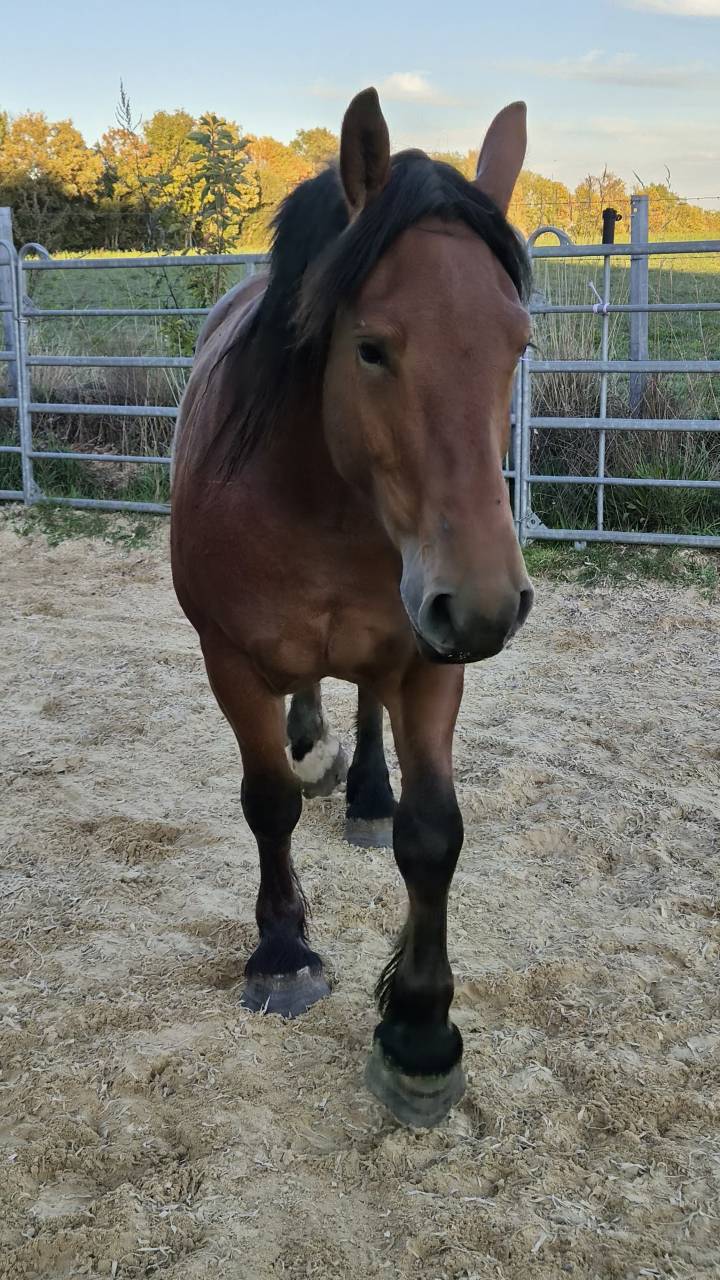 Jument crois&eacute;e cob normand trait belge de 3 ans