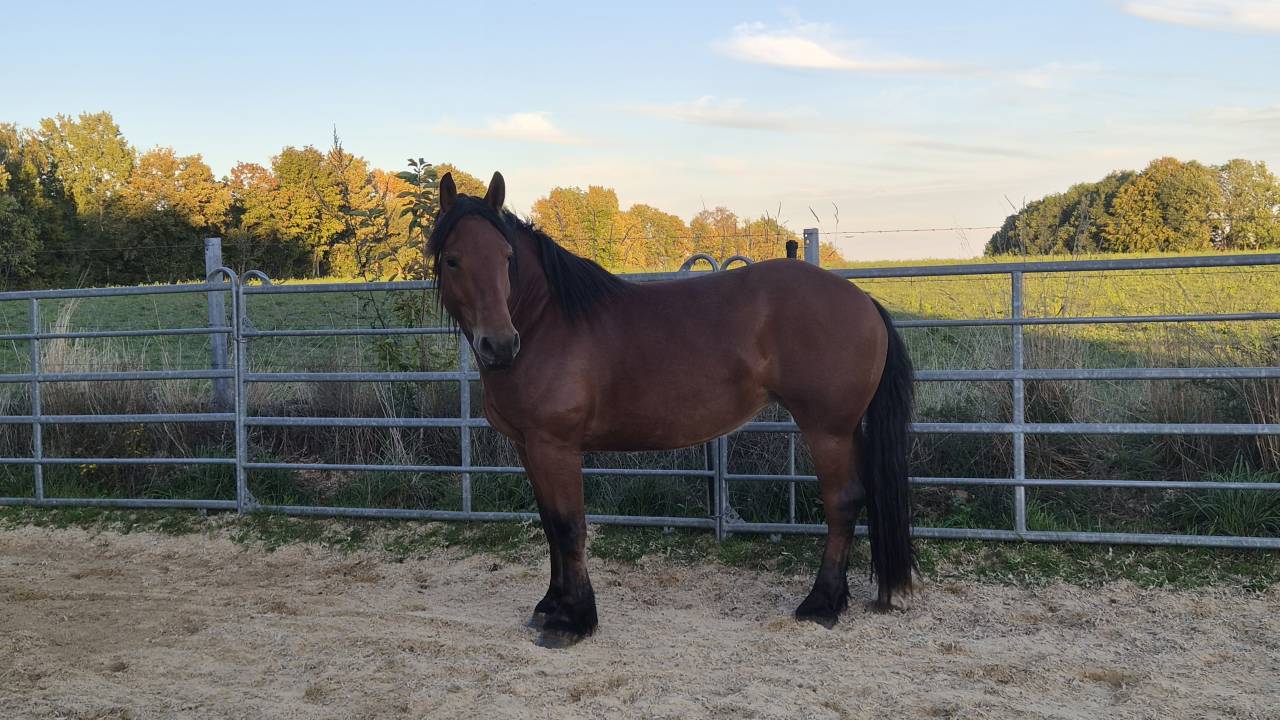 Jument crois&eacute;e cob normand trait belge de 3 ans
