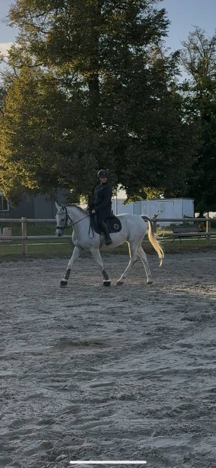 Hongre gris - 14 ans 
